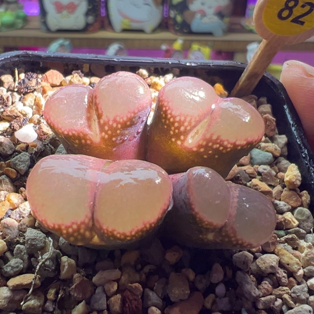 【闪购商品】8折优惠