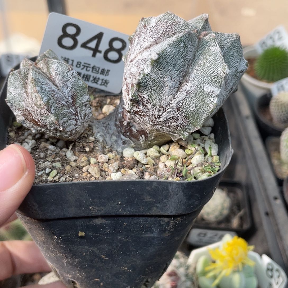 848鸾凤玉石化仙人球