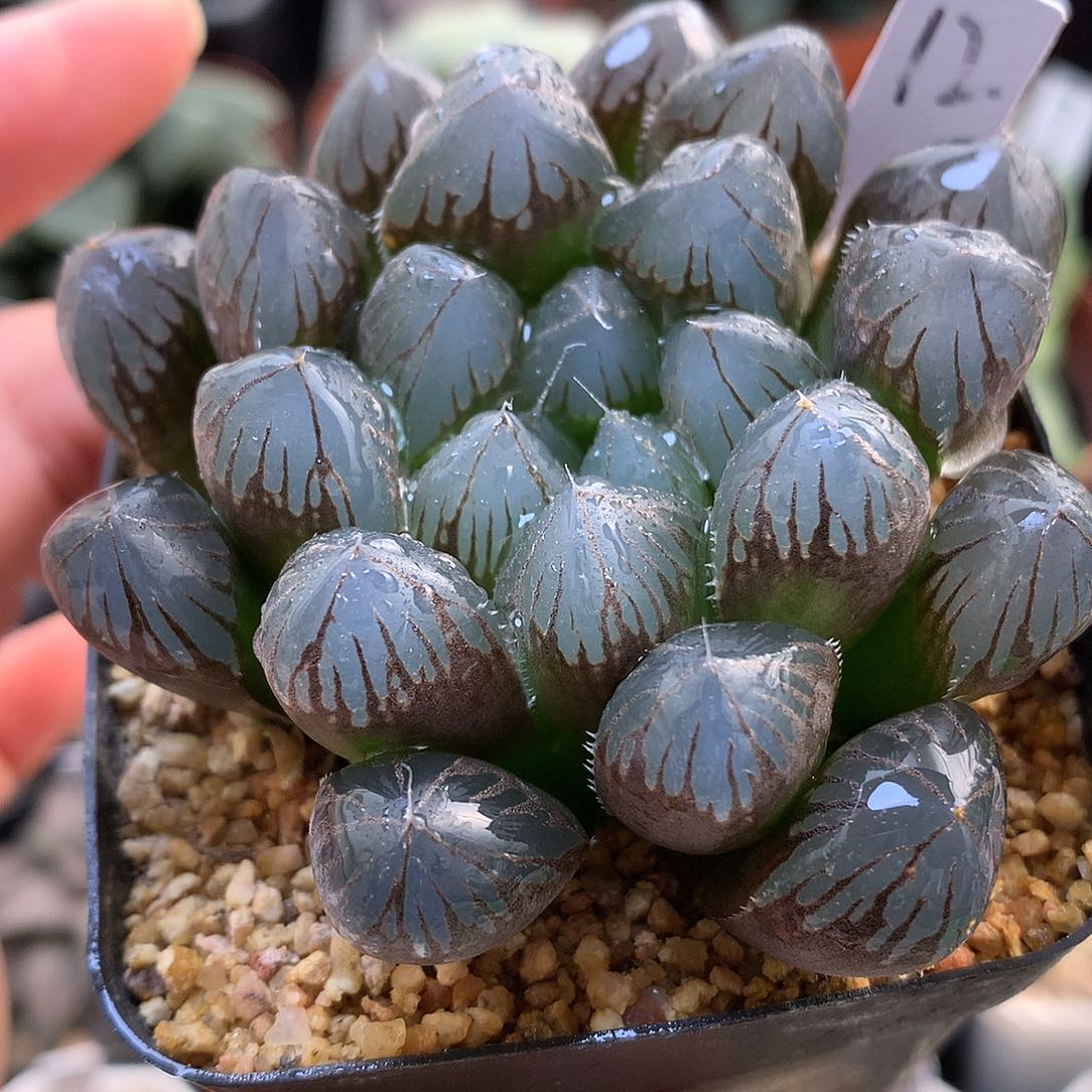 实生玉露带盆土fahuolll