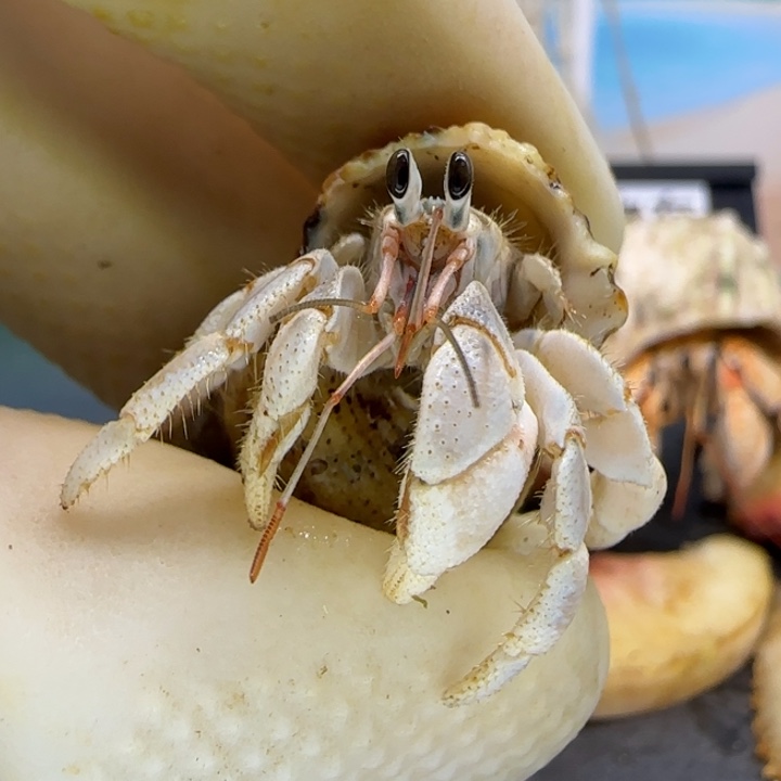 A25冷白 灰白1.0cm口径