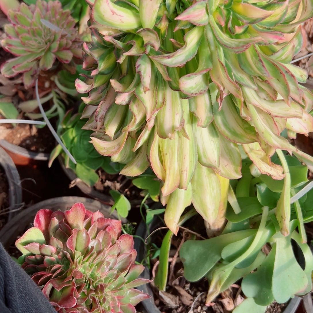 我3831 号多肉法师新年福利