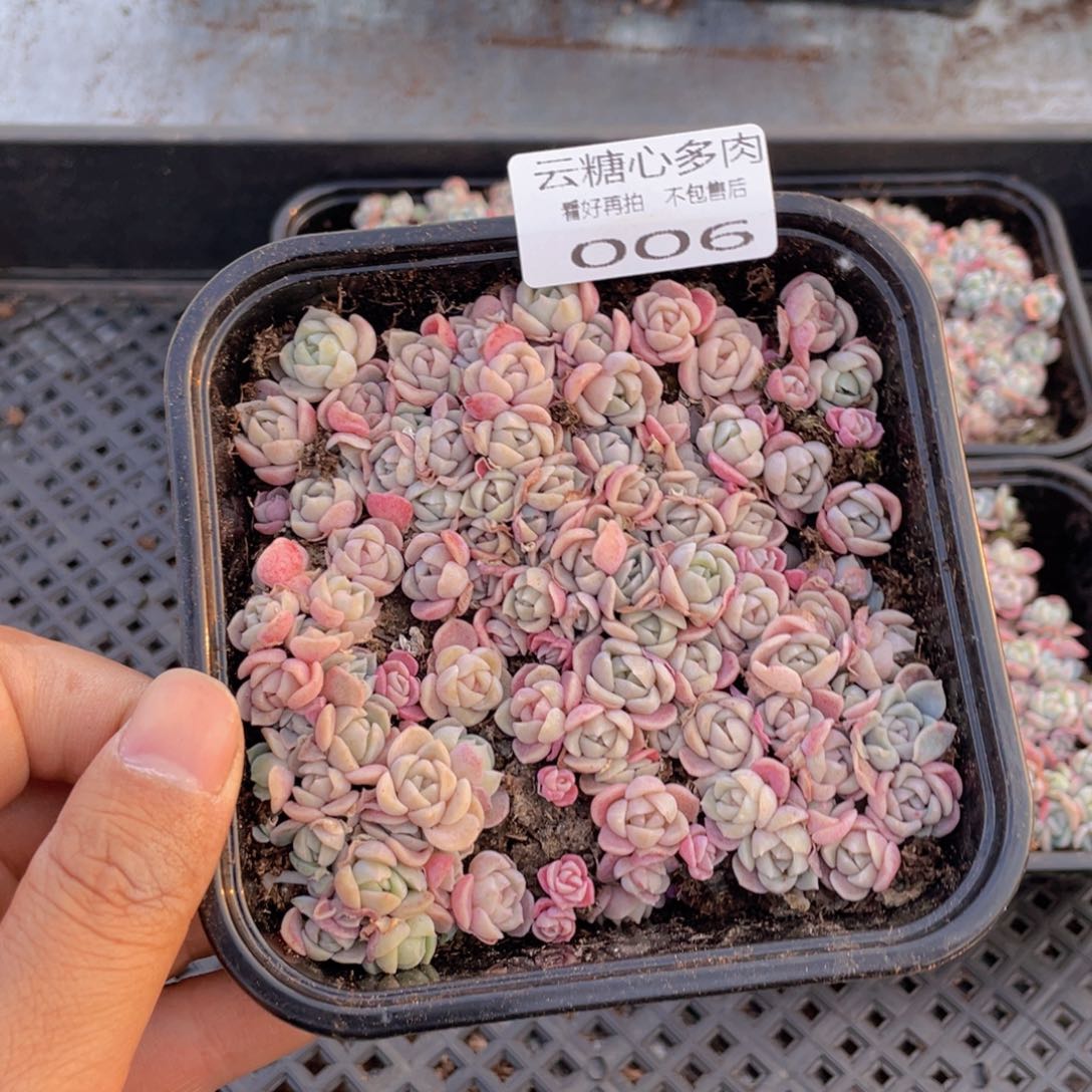 云糖心多肉植物006