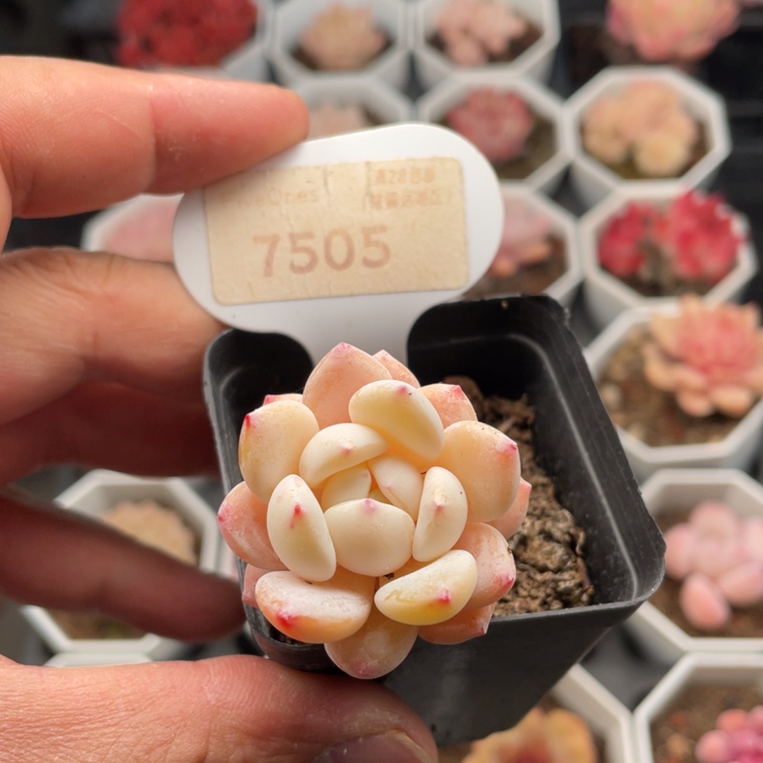 冷香7505-3.5厘米