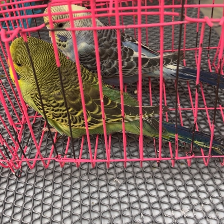 大***福虎皮鹦鹉大头鹦鹉