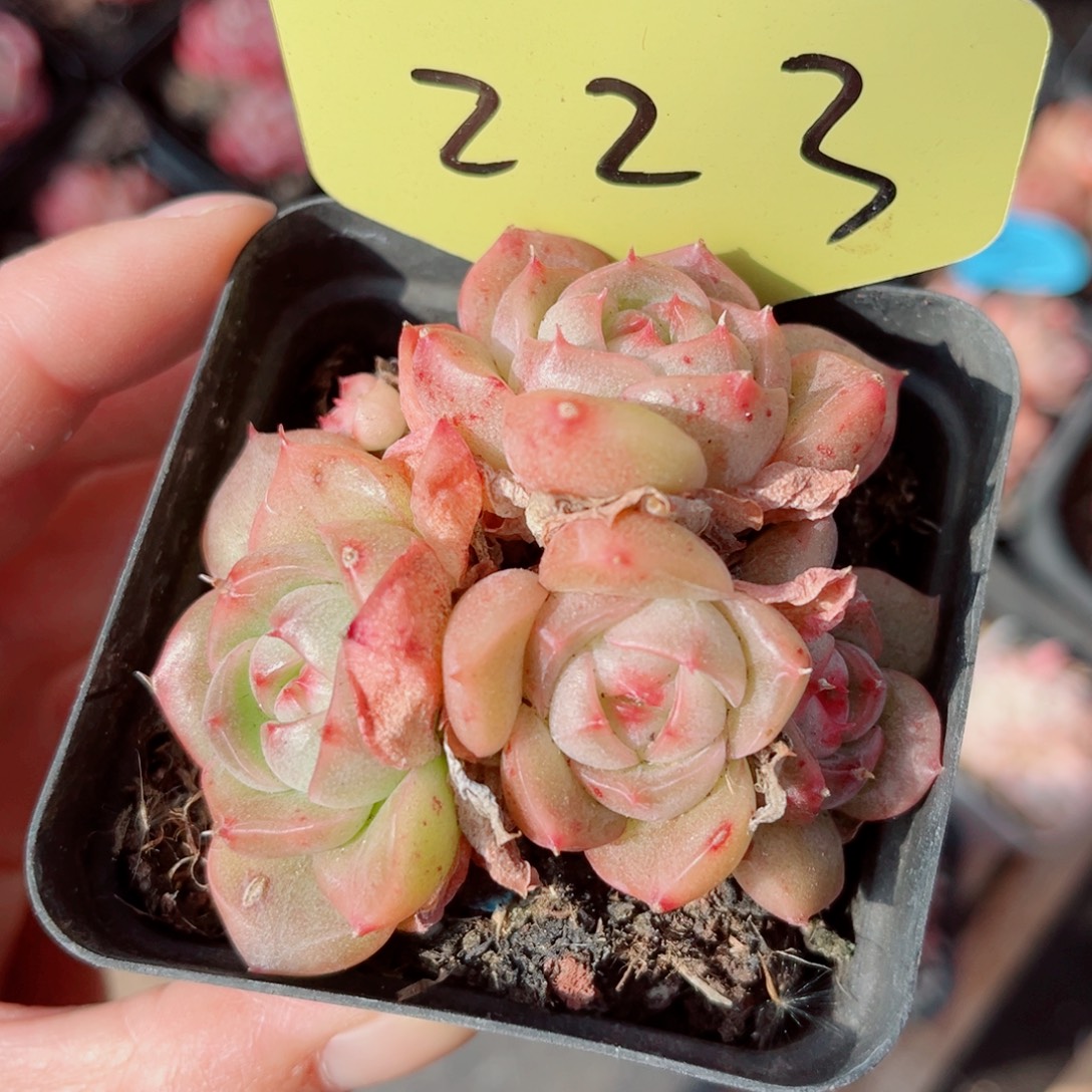 223号小老桩珍妮群