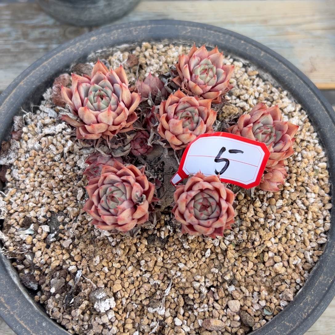 5笨吧18 零零多肉植物