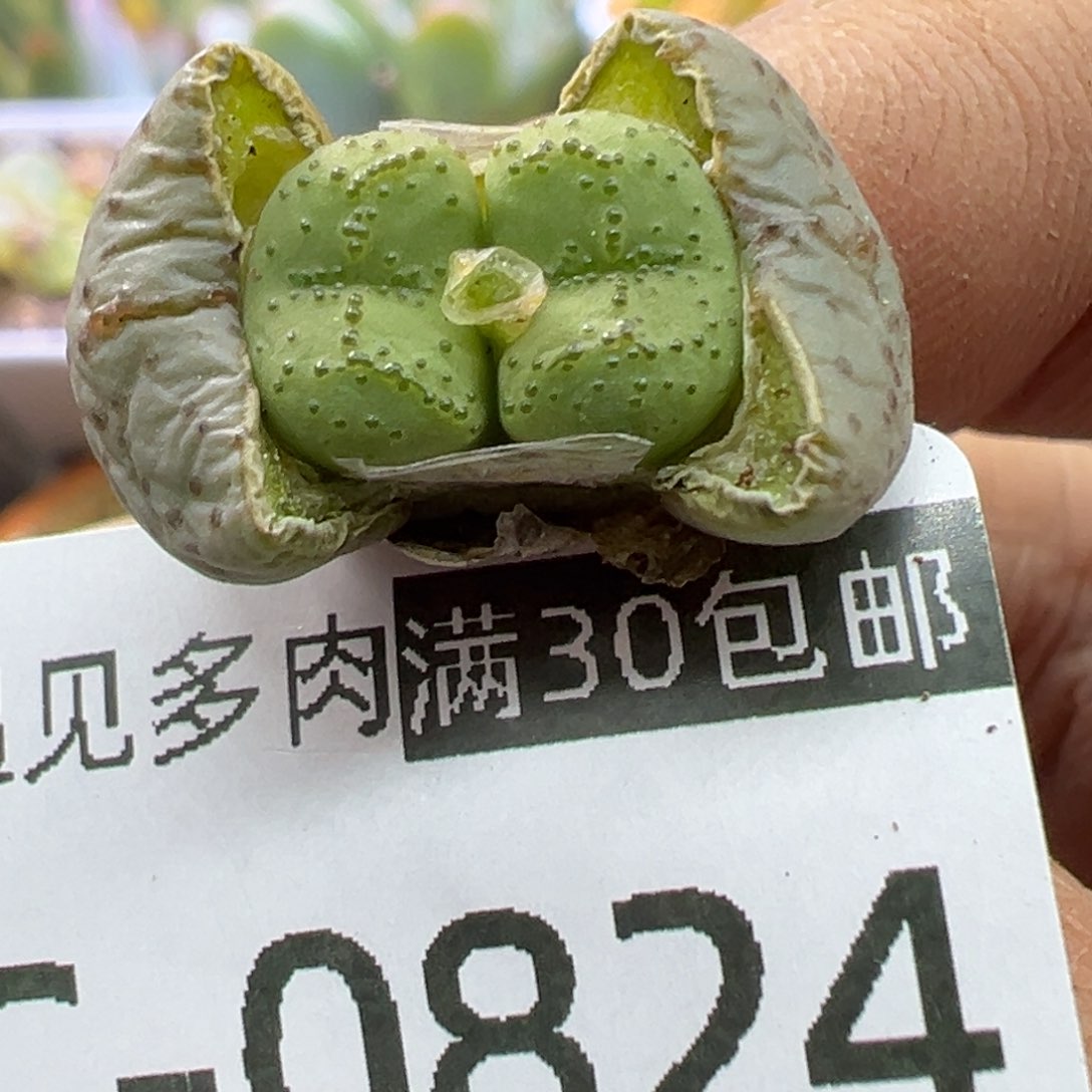 多肉植物11111111111111