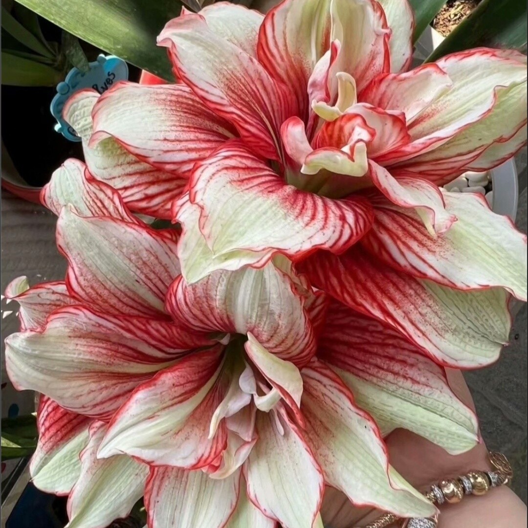 【魅影重重】★台朱重瓣朱顶红种球室内外盆栽阳台花卉