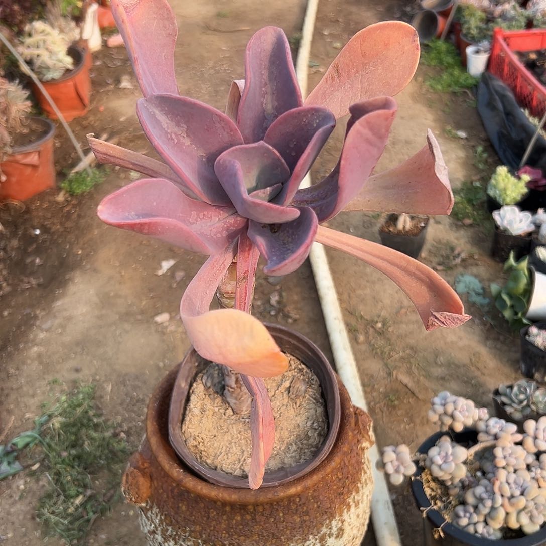 多肉植物多肉植物