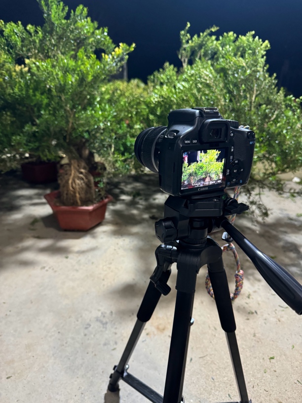 广东熟桩精品皱皮小叶雀舌黄杨盆景，室内外景观盆栽