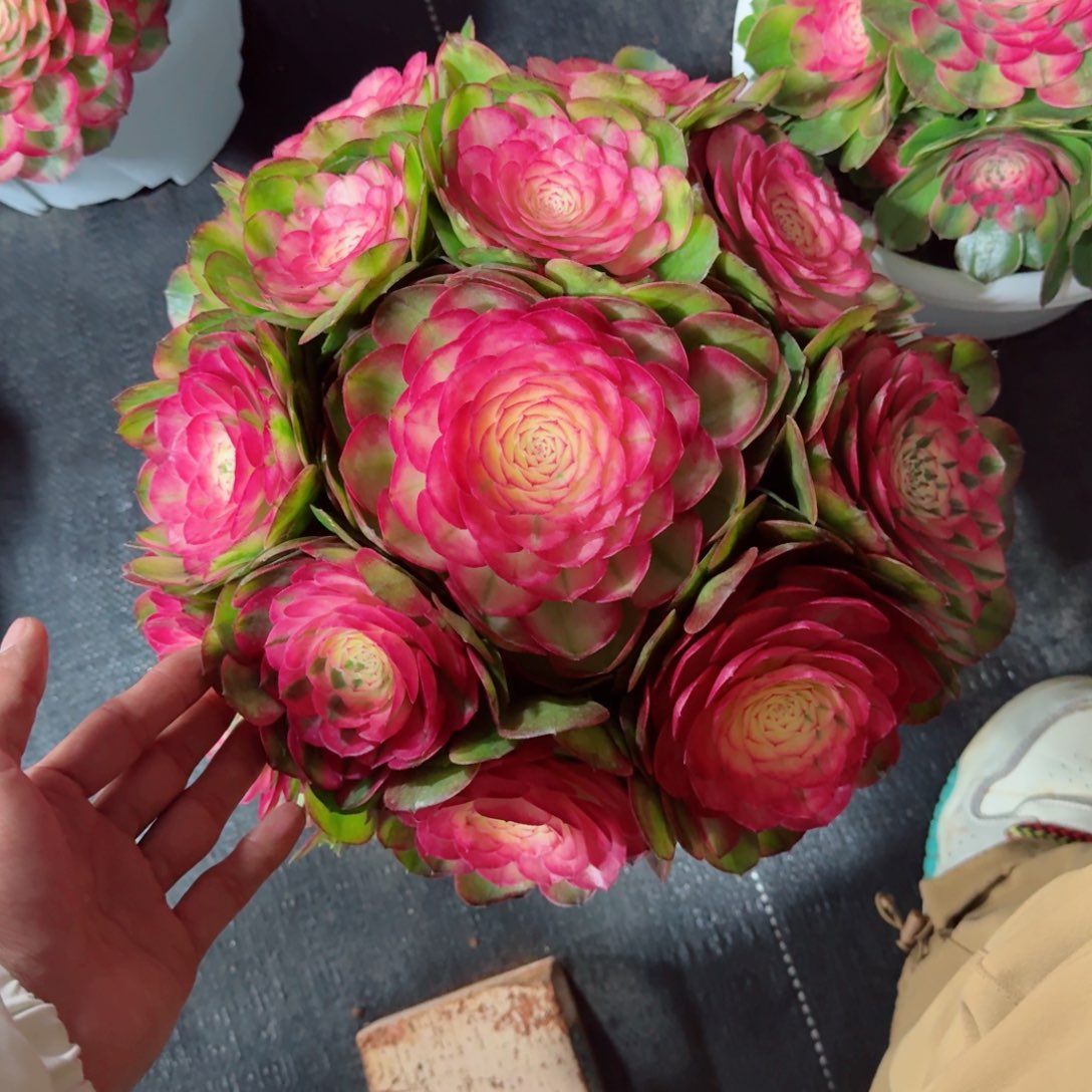 享***?多肉植物发货发货