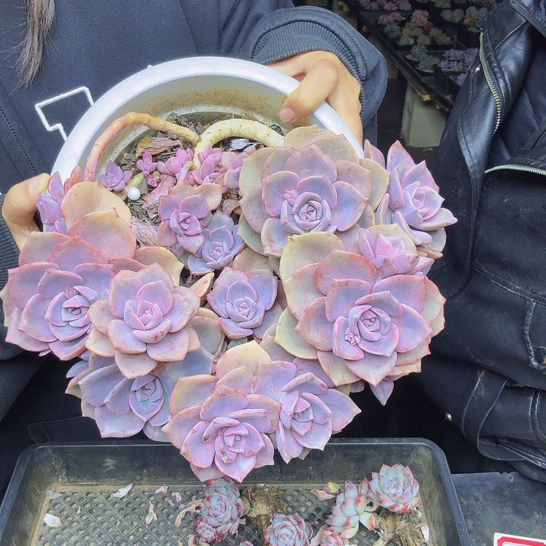 030彩虹糖一颗一物一拍