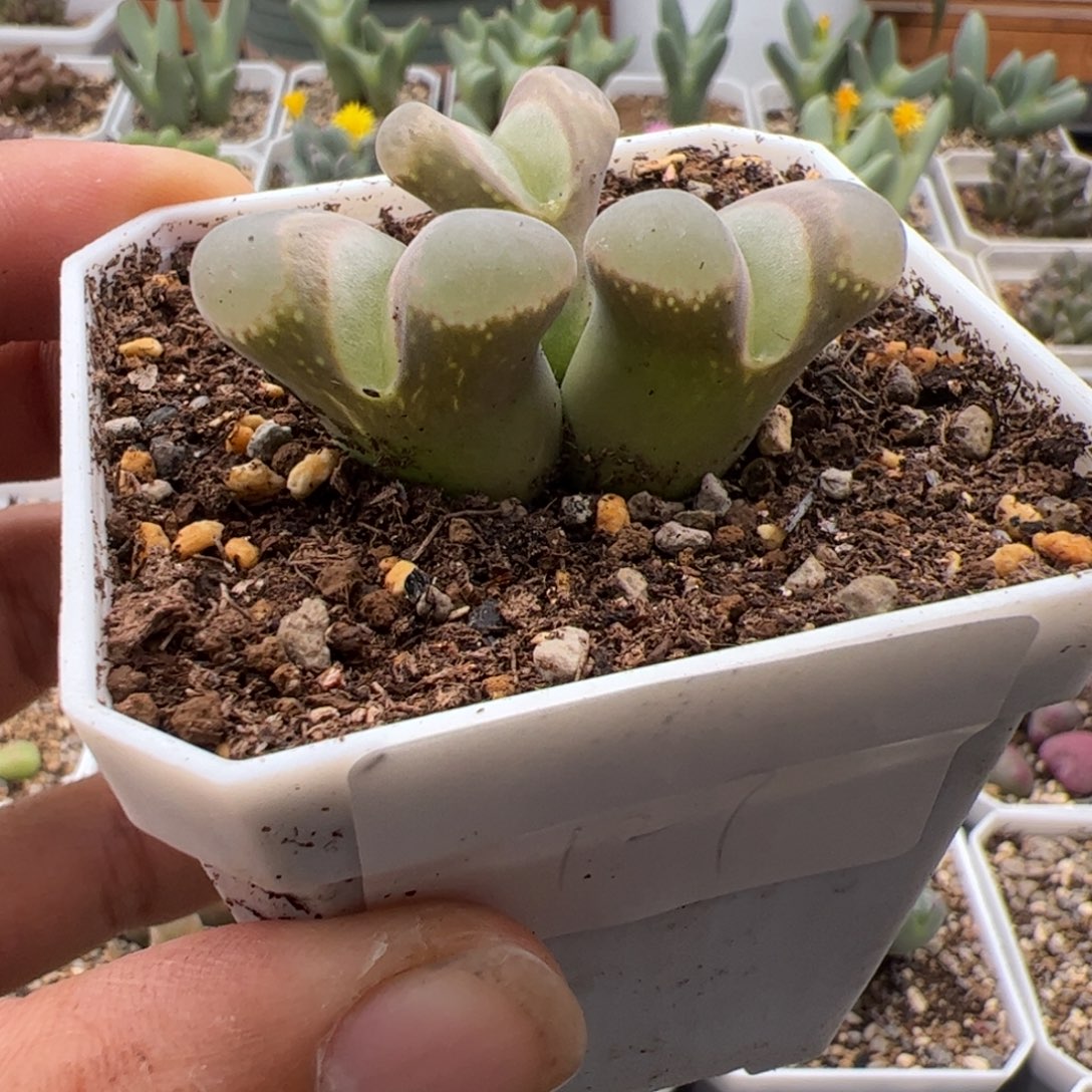 9.22风铃多肉植物组合127