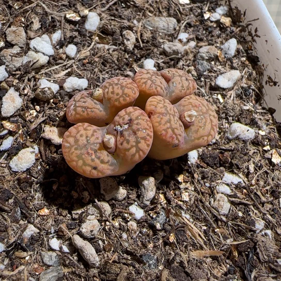 肉锥多肉植物百科-勋章有疤84