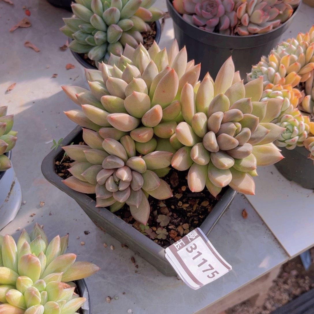 红象牙多肉植物31175