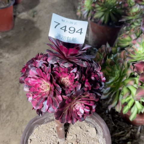 美姬多肉多肉7494