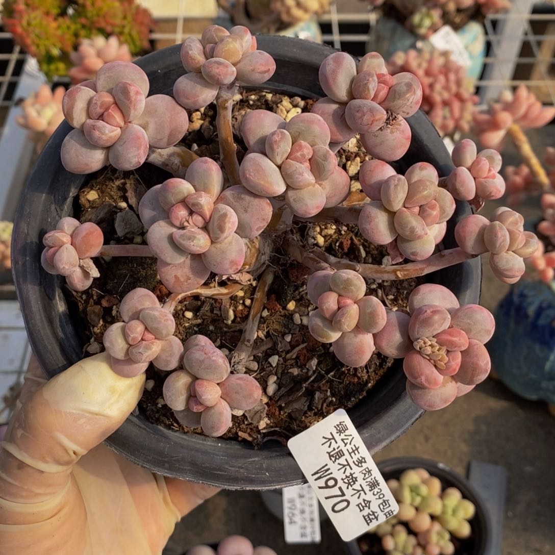 香芋奶酪970/10c m