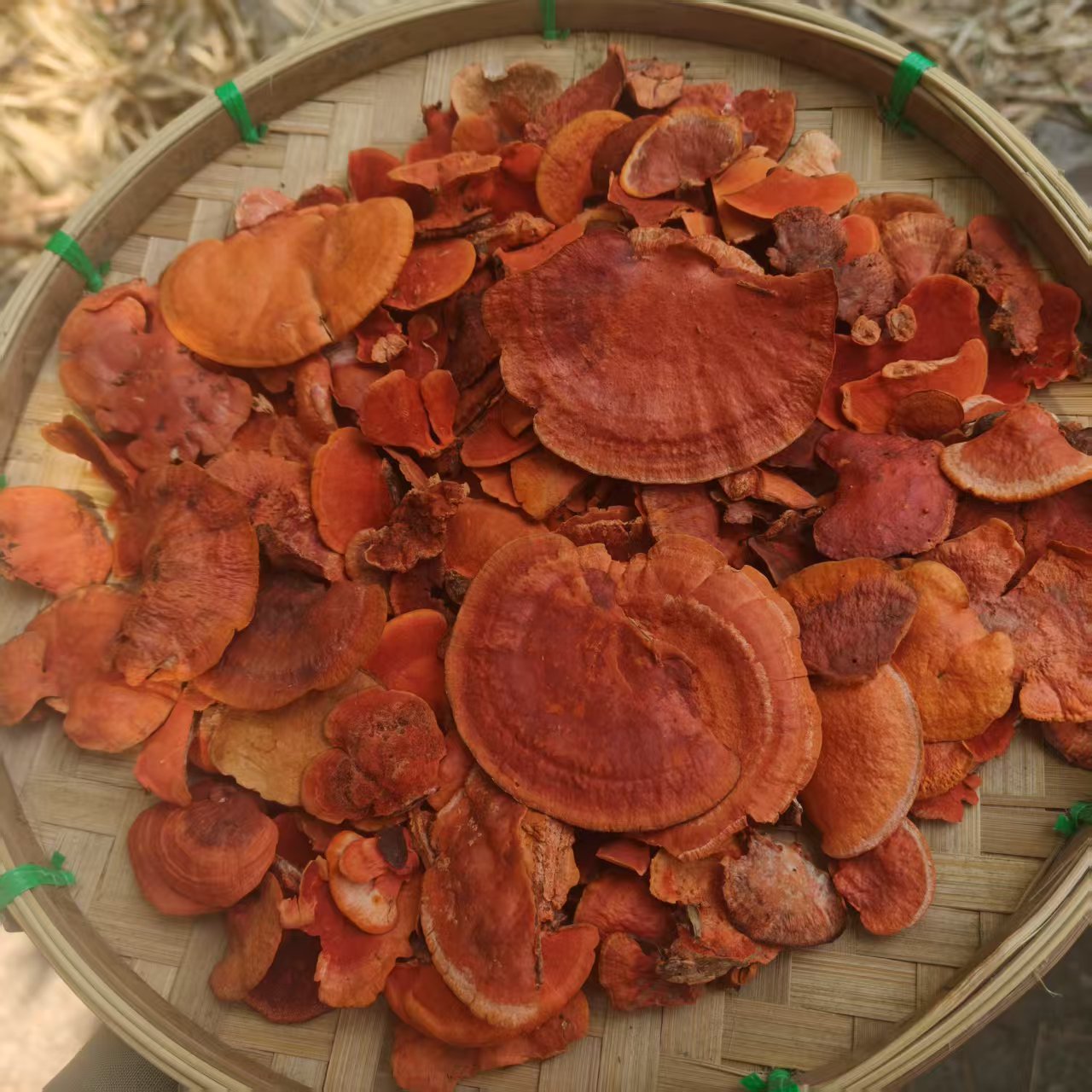 1【牛-樟-芝】净含量：100-500g【小田现收】