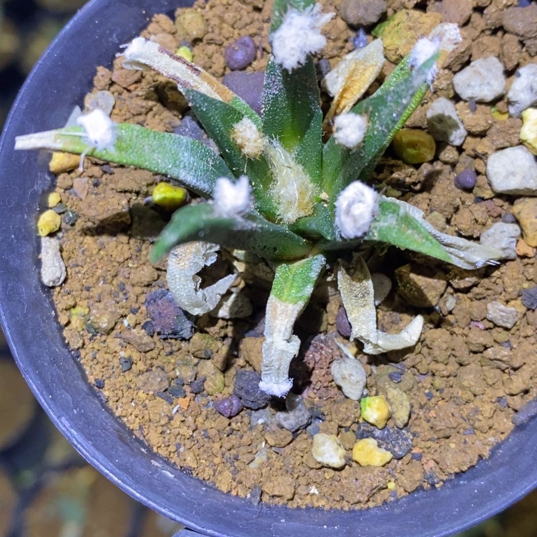 实生龙舌兰牡丹福利