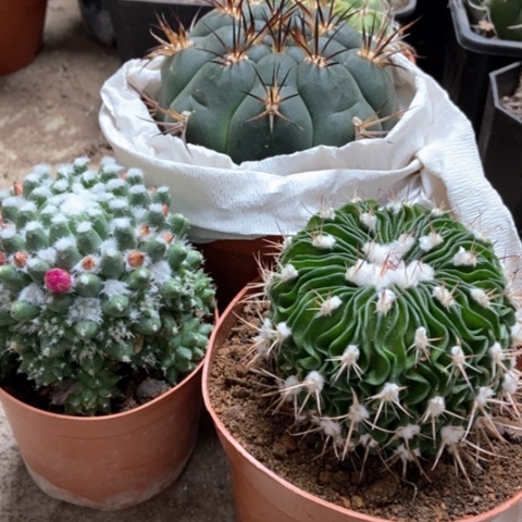 新天地多了玉雪糕仙人球25米仙人球