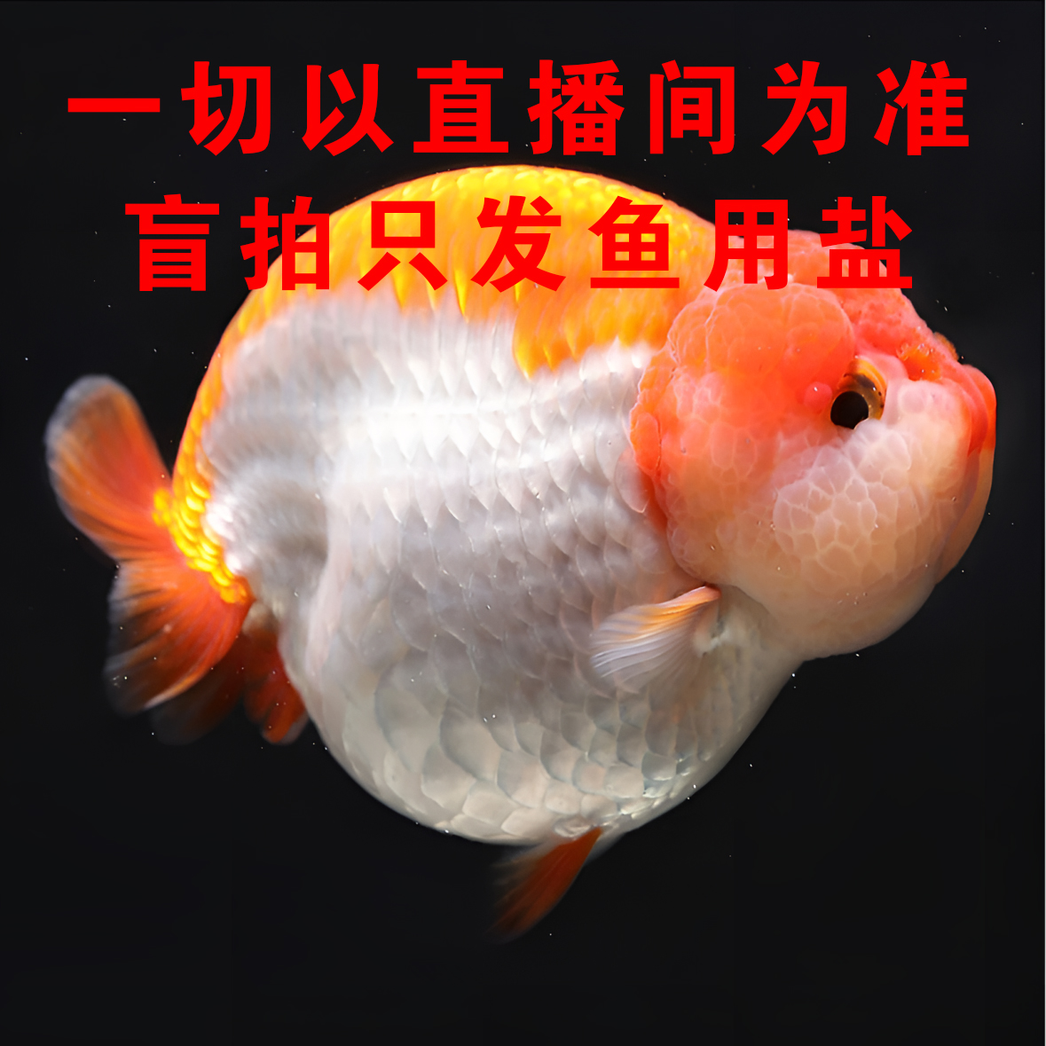 兰寿泰狮 新奇宠物  无开箱视频不售后 入缸不包 直播间一鱼一拍 