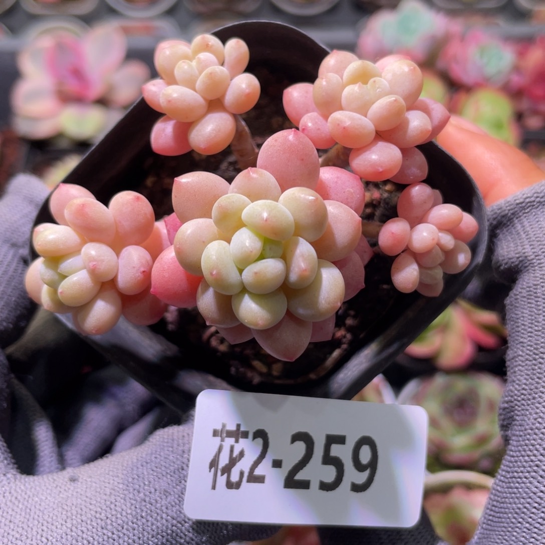 花利美2-259洛可可