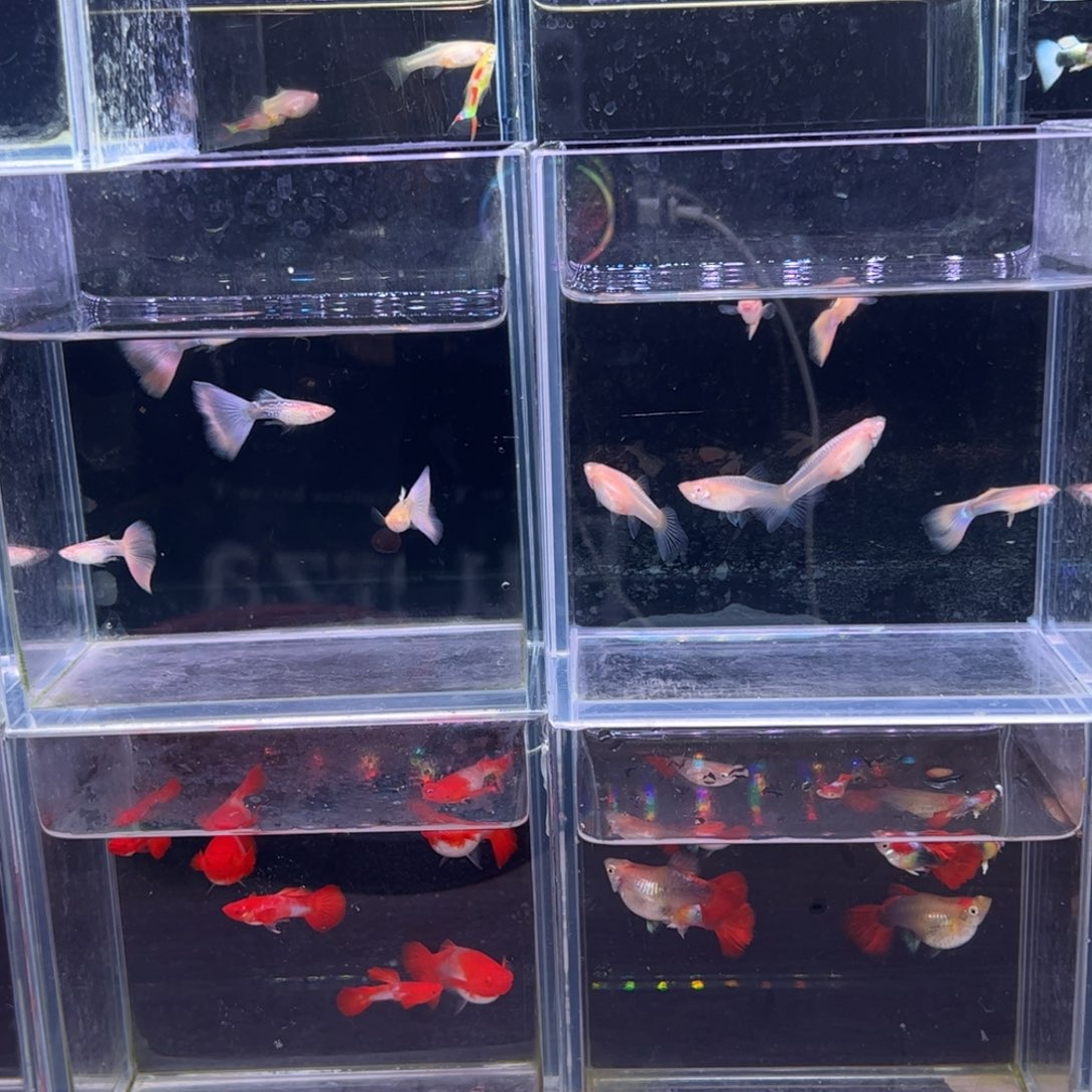 孔雀鱼蓝礼服 花老虎 象牙白 象耳