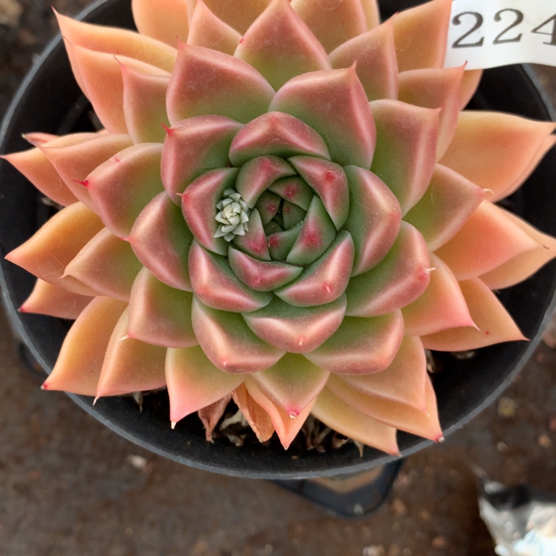 8224杂交多肉老桩