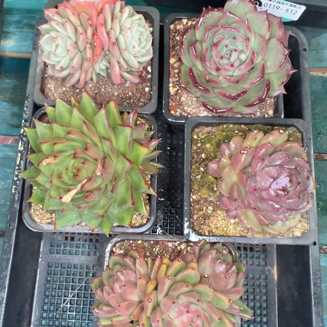 多肉精选编号0119.512