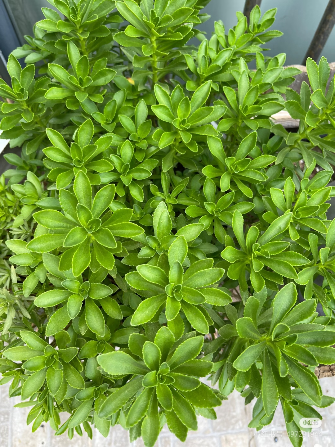 云南白药止痒草养心菜景天三七四季阳台庭院