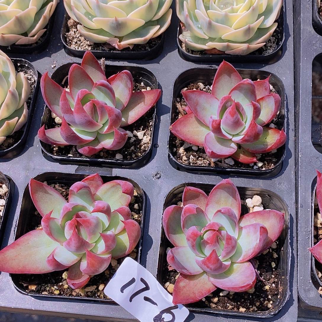 17-6 窄叶小惊鸿单头一颗量拍