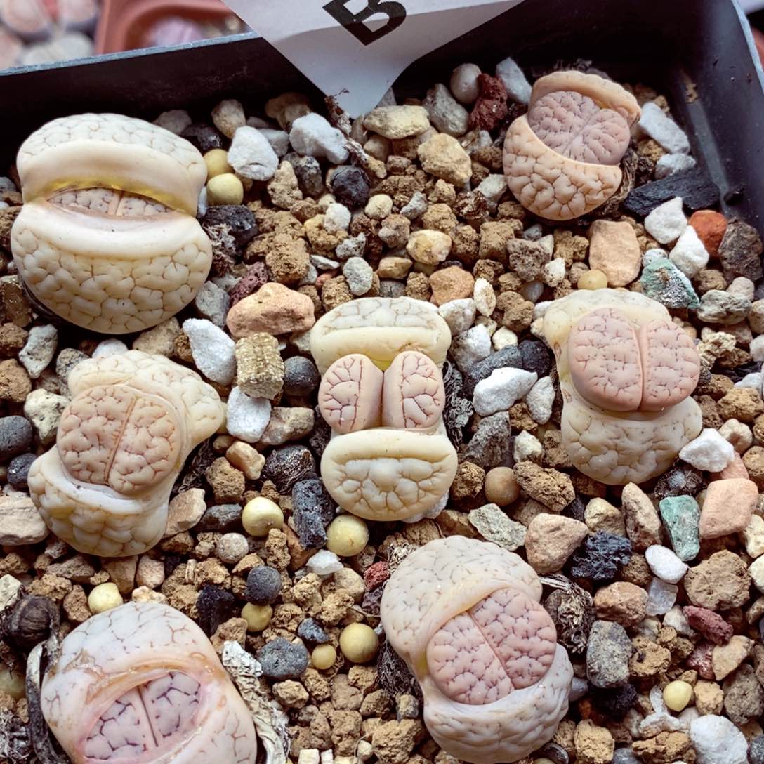 我的小姐姐们都是我的102