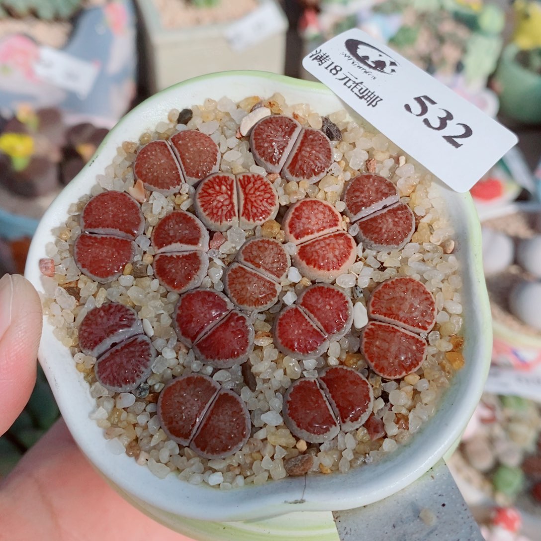 ****珠生石花花花花花花532