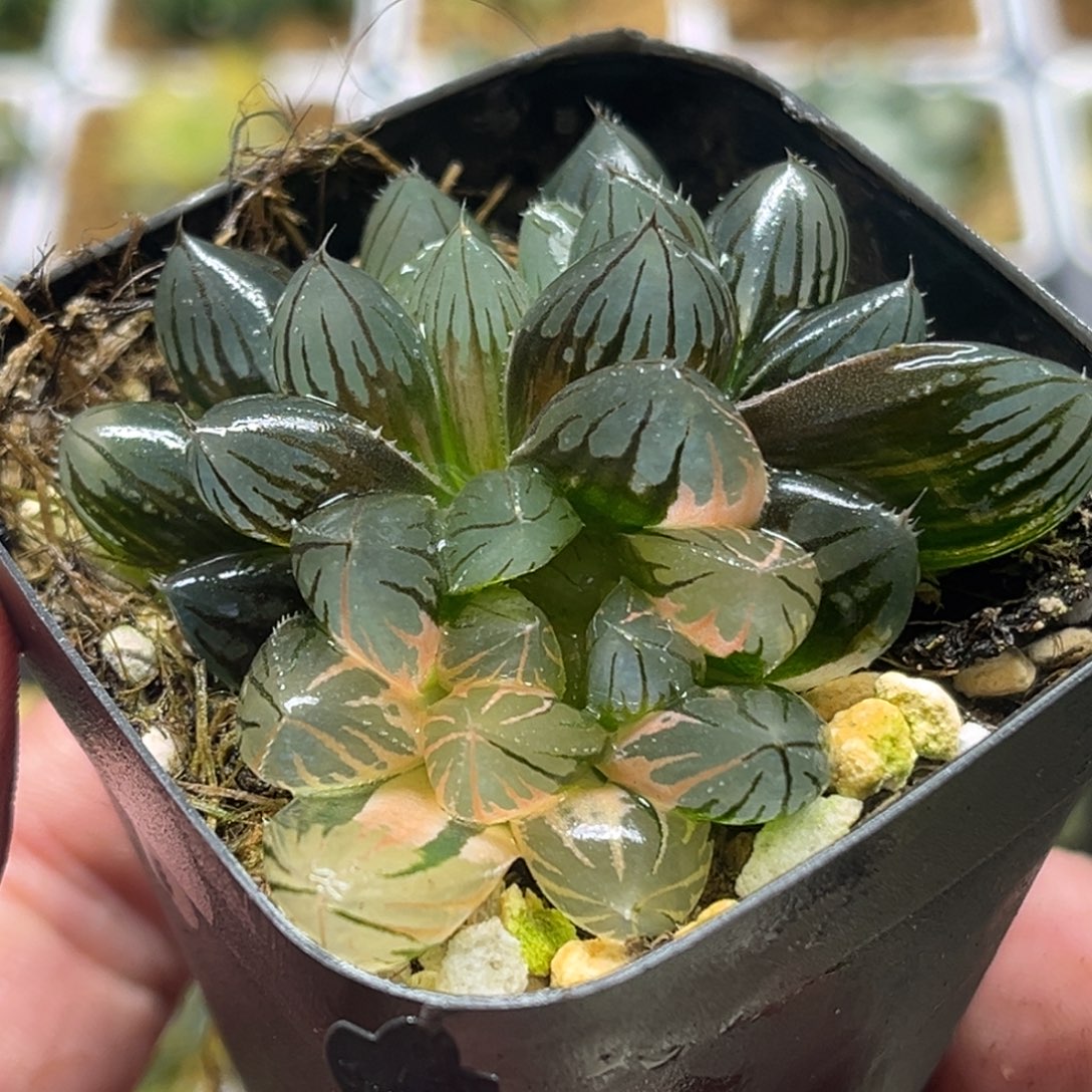 204双头龙爪玉露锦