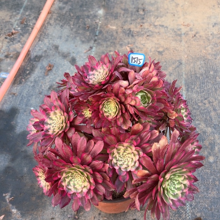 变异不知名法师丛林朵1575