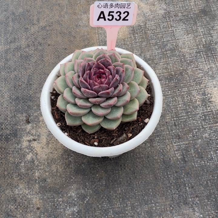 猪****暗纹多肉一物一拍