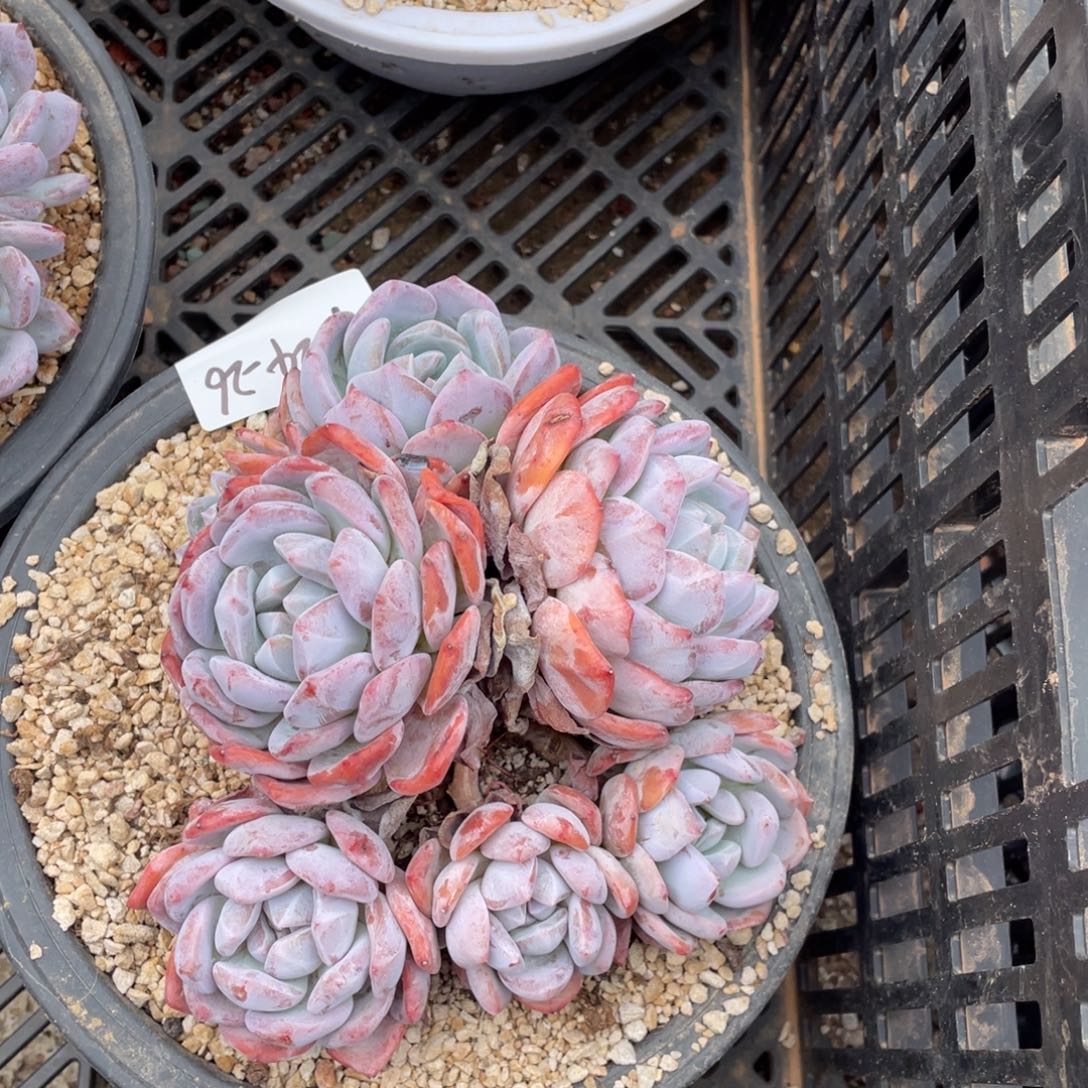 9-24-26静好多肉园艺