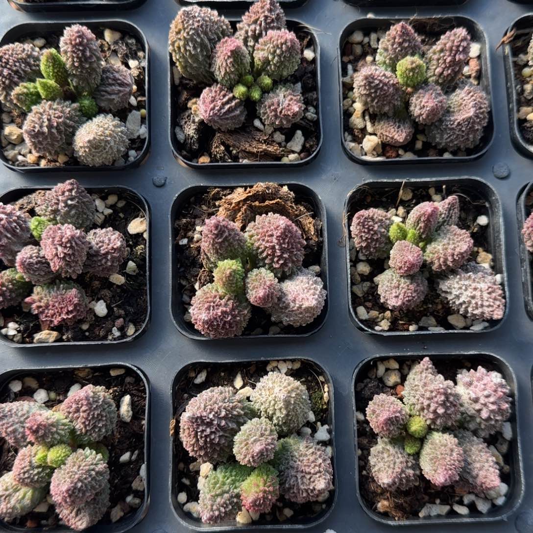 朱紫玉量拍链接多肉