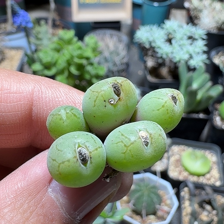 248荧光玉脱土发货