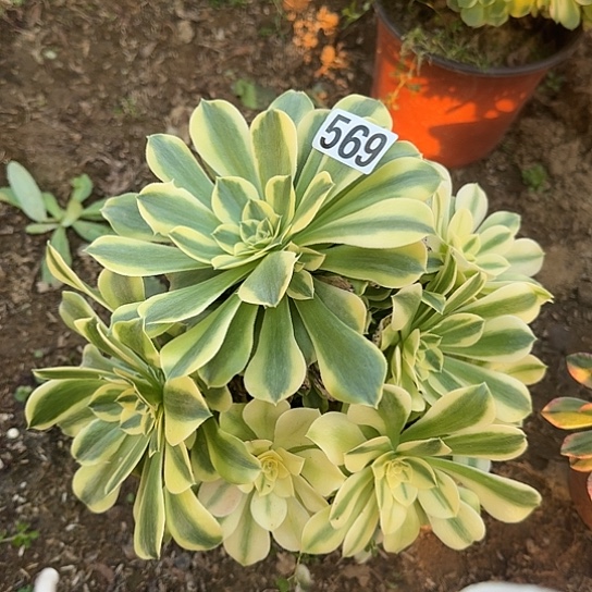 无花朵豆沙569号不断枝
