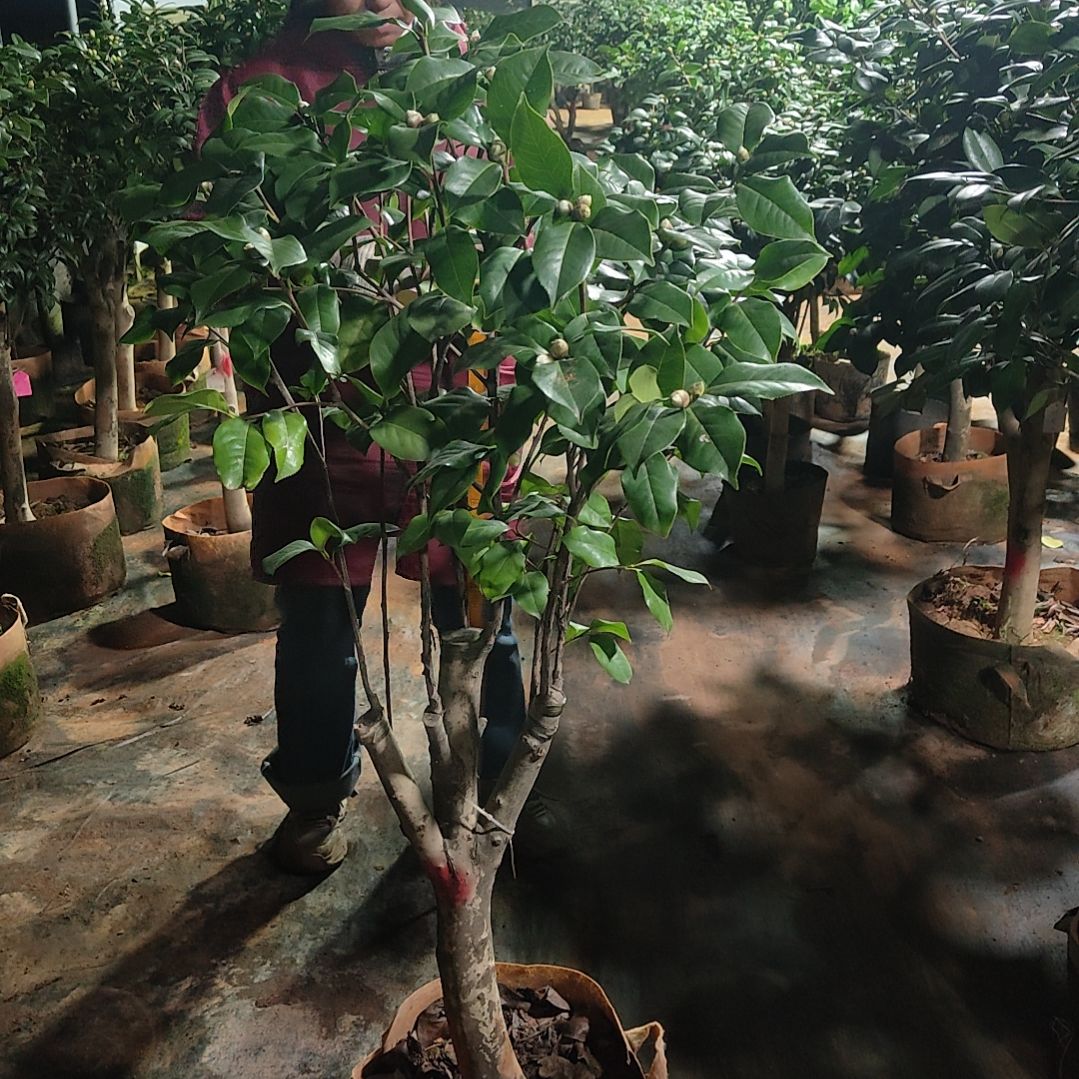 全部花苞拉力皮特不包邮