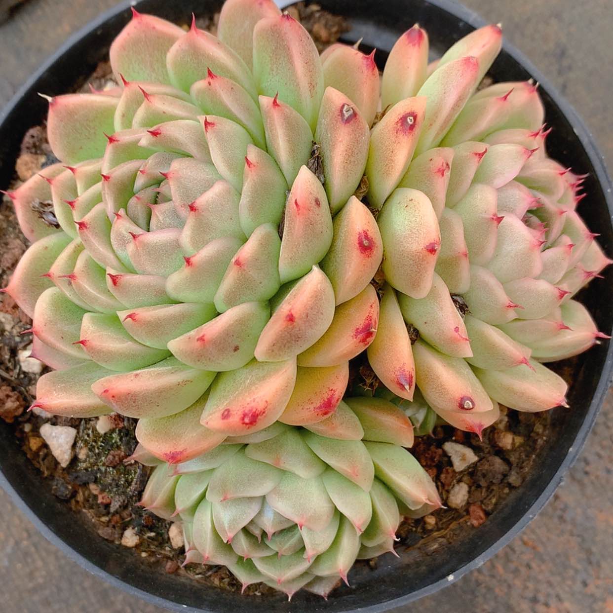 【闪购商品】云3210