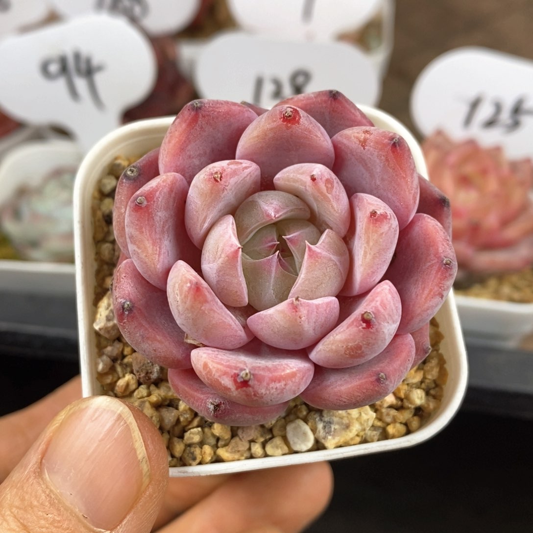 精品多肉一物一拍63