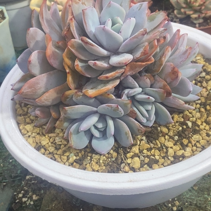 秋可园艺 奶茶捧花