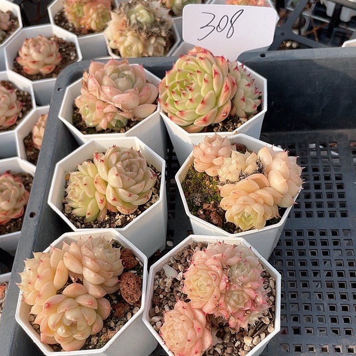 薇薇安园艺多肉308