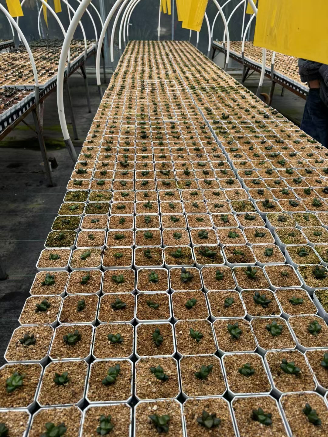 皮上窗实生寿福袋十棵随机发货