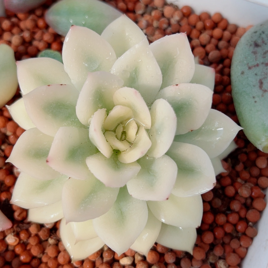 月亮仙子锦，宽覆轮锦