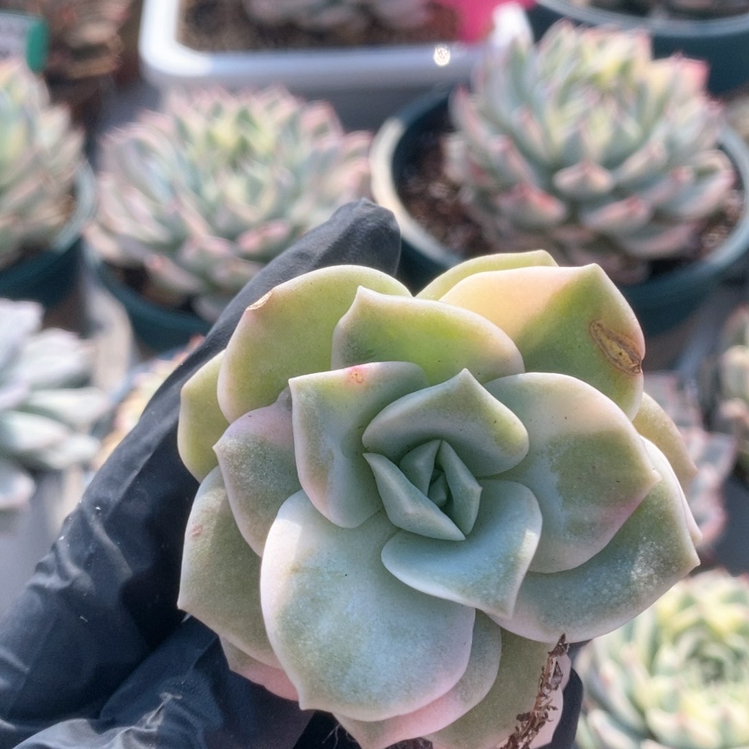 128可爱玫瑰锦锦锦