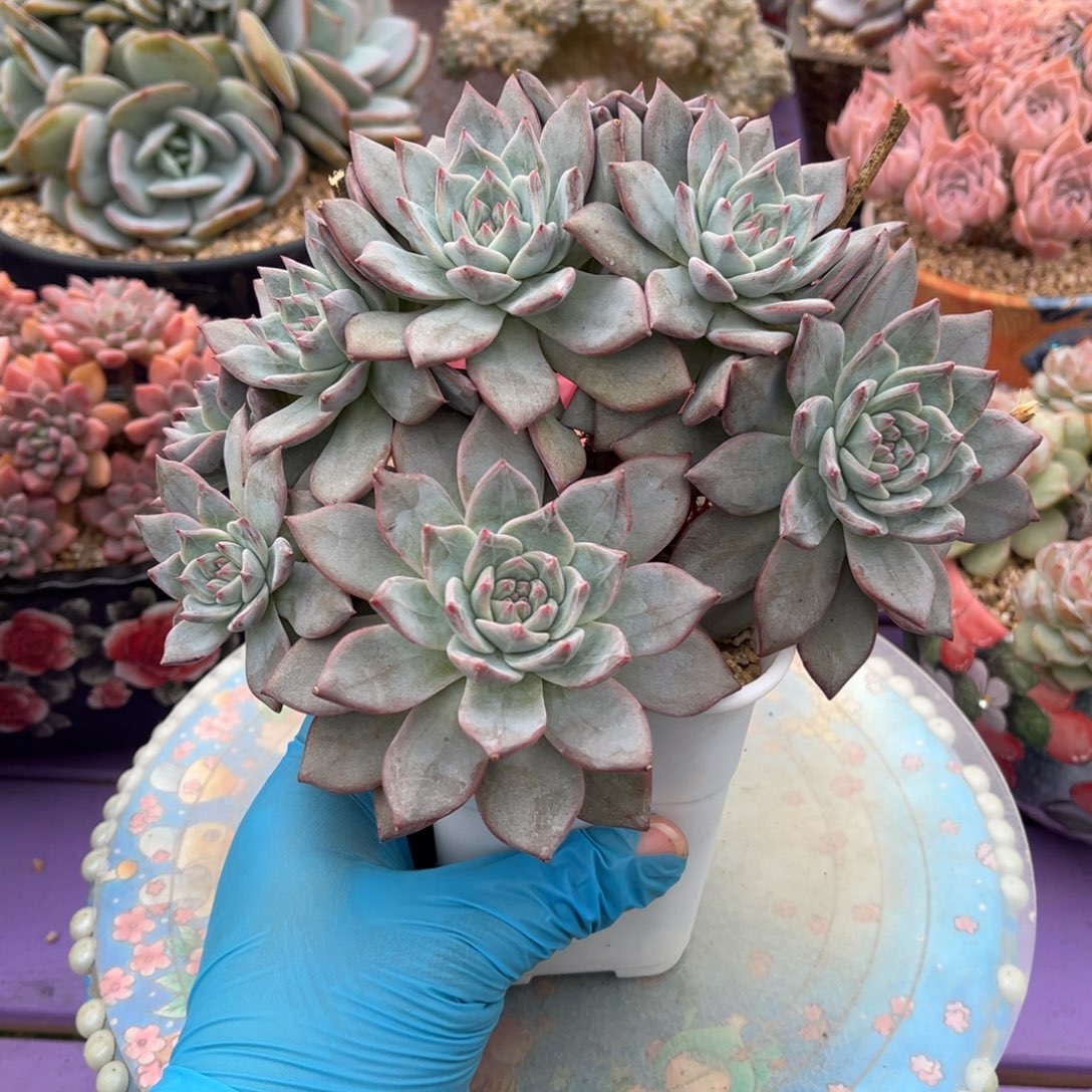 粉蓝鸟树无砍老桩