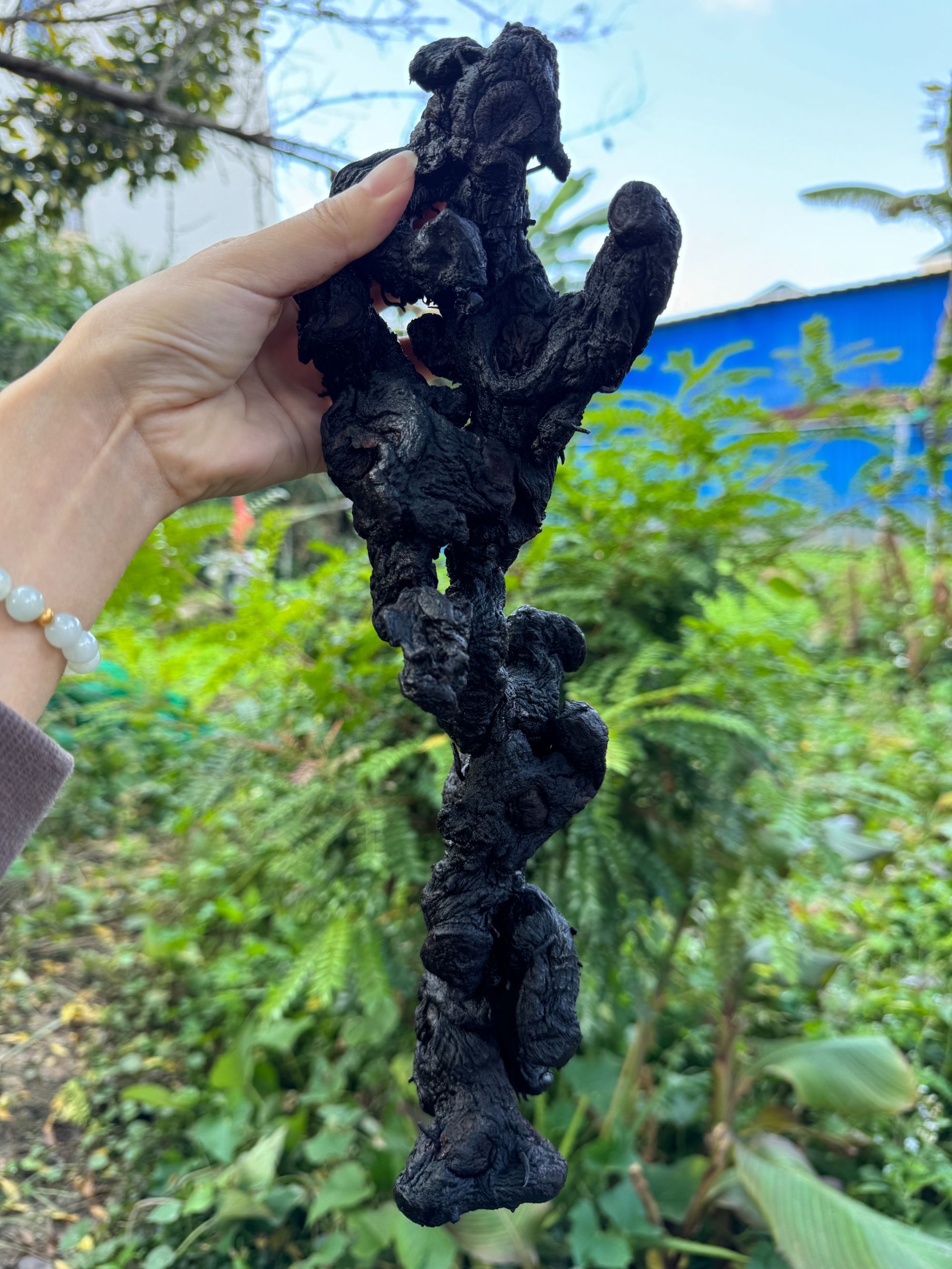 现收土特产 A35 可搭配枸杞 食用农产品